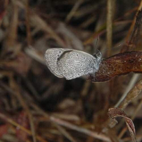 Diamonds on the tiny grass blue