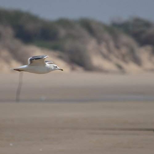 The gull observed on a beach in Gujarat