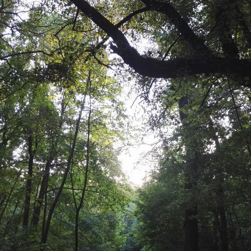 Road to infinity in the forest...