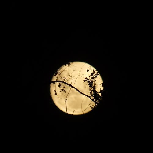 Arboles comunicando mensajes lunares.