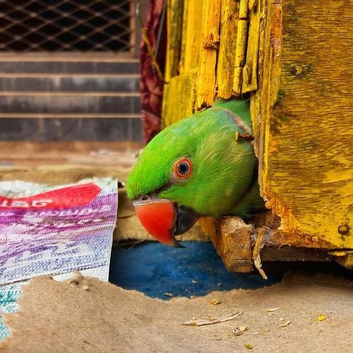 God loved the birds and created trees, Human loved the birds and created cages.