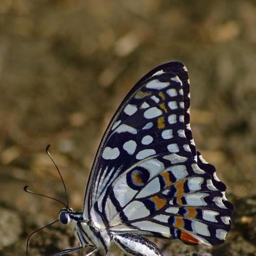 lime butterfly