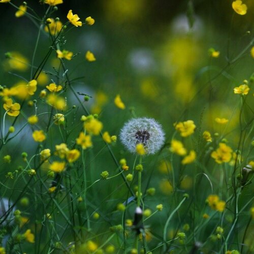 Photo #2516566