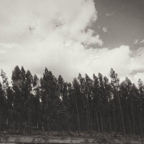 Naturaleza retro