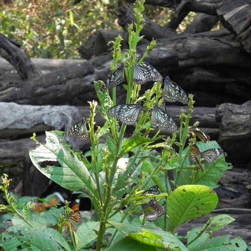 Butterfly flowering plant