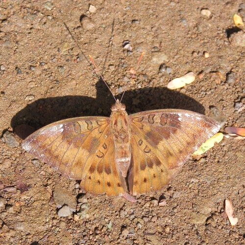 Mud puddling baron