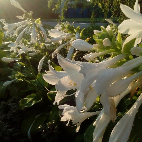 After the rain