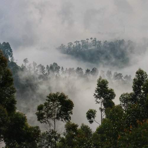 Mist in the woods