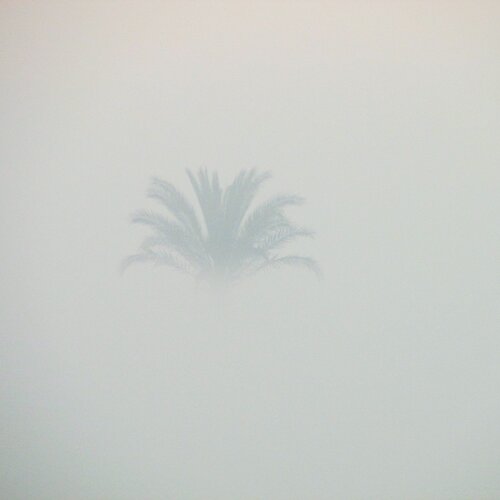 a palm tree in the fog