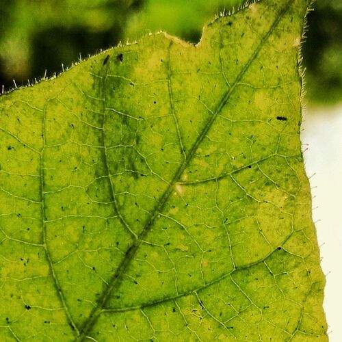 Leaf