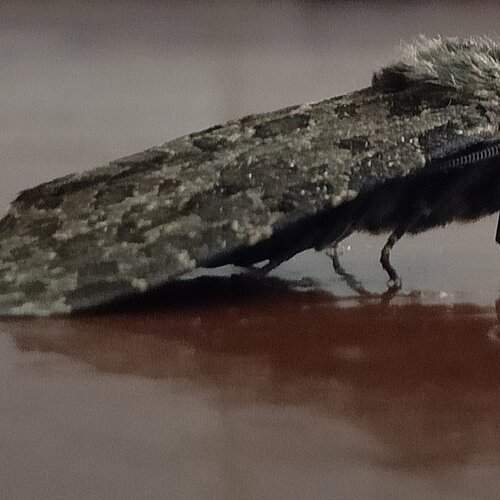 Bug