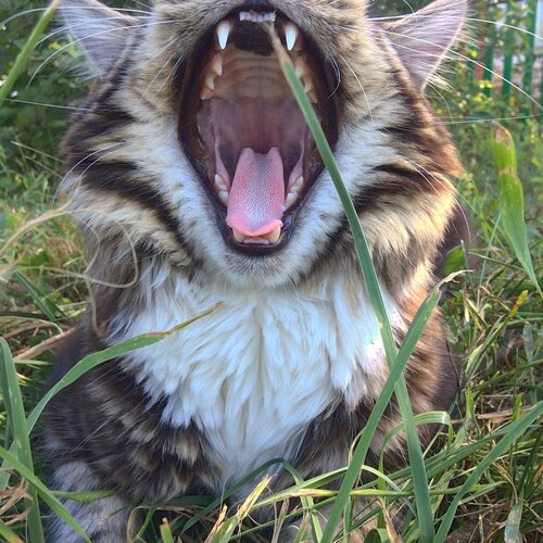 Russian tiger