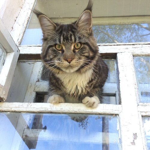 Maine coon