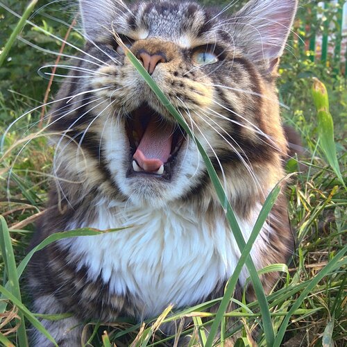 Maine coon