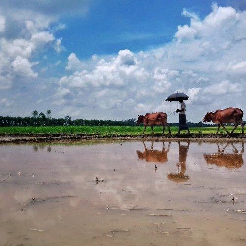 Beauty of Bengal