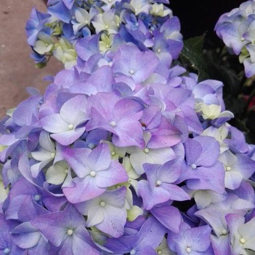 Photo #2523089
