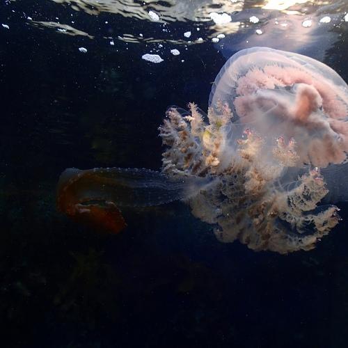 Adrift