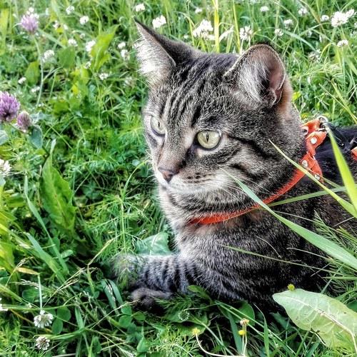 Photo #2524487