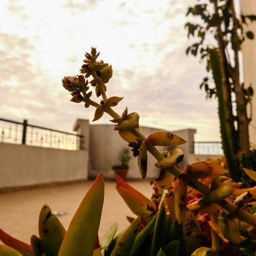Naturaleza en el techo