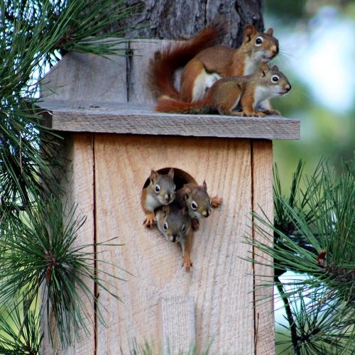 Red Squirrels