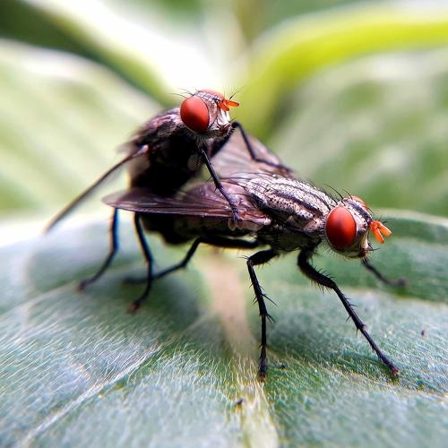 Fly