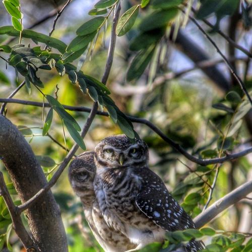 OWLS