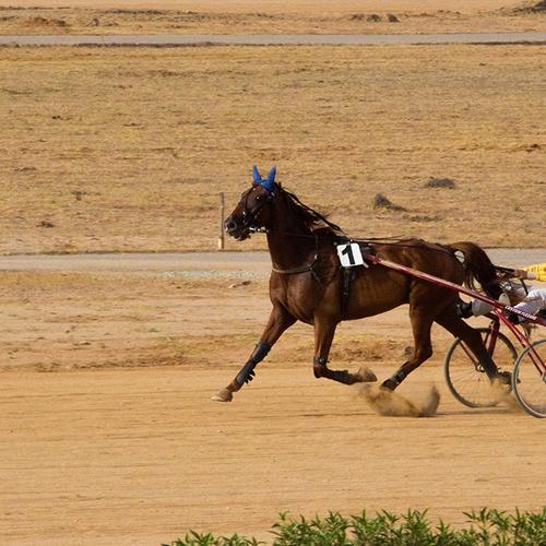 horse racing