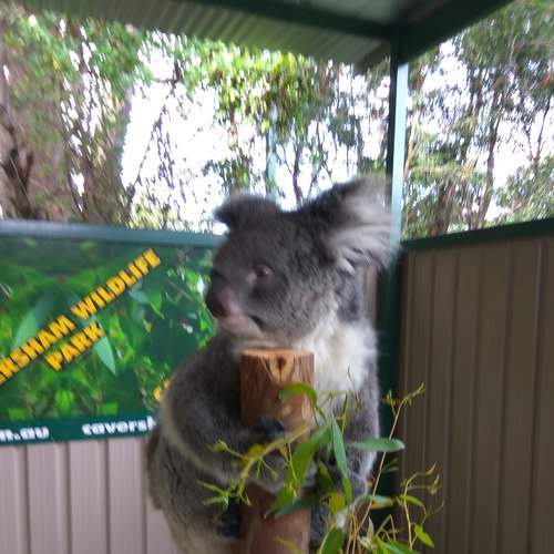 Koala