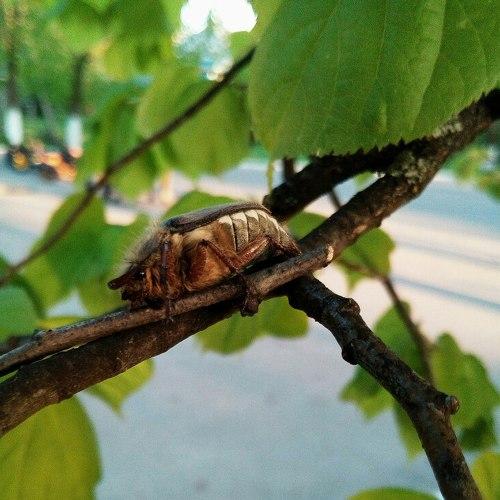 Жучёк на отдыхе))