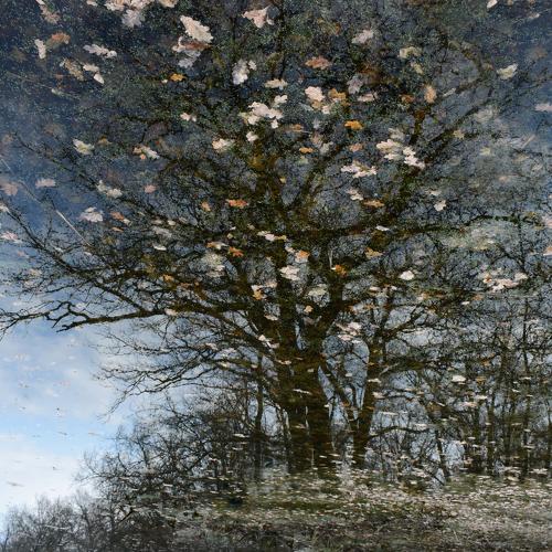 Reflection