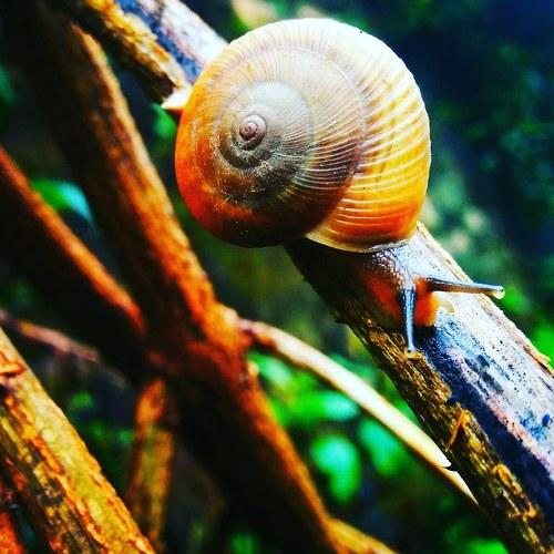 Snail