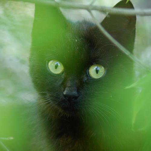 Photo #2531325