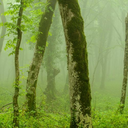 Rainy forest 2