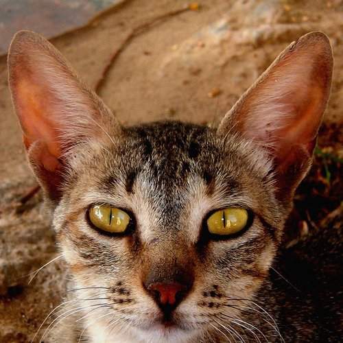 Egyptian cat