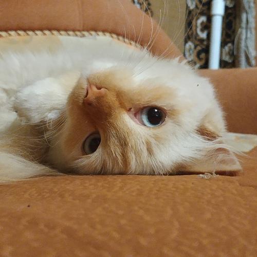 Photo #2533252