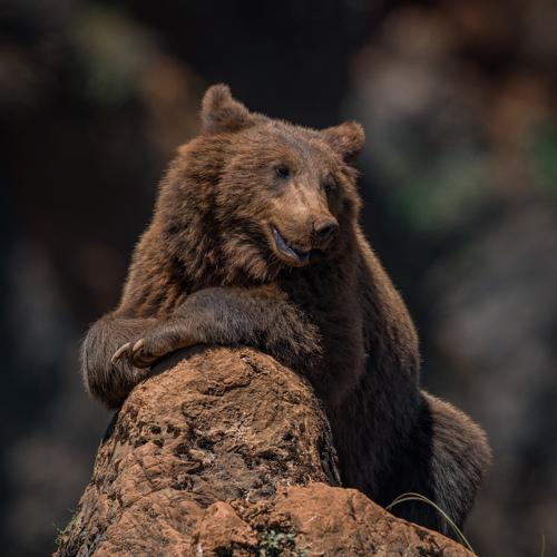 Brown bear lying relaxed on rocky outcrop