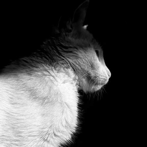 Photo #2533981