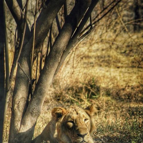 King of jungle