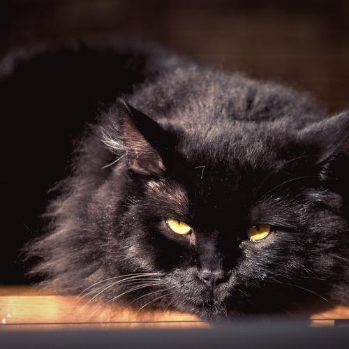 Photo #2534899
