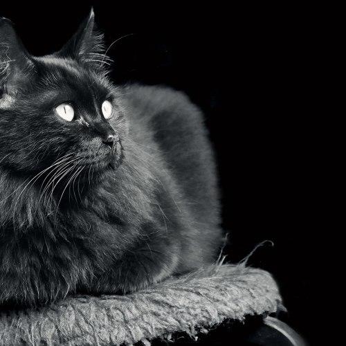 Photo #2534972