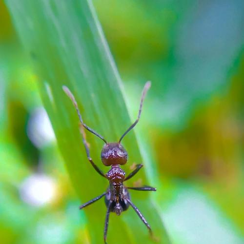 Ant