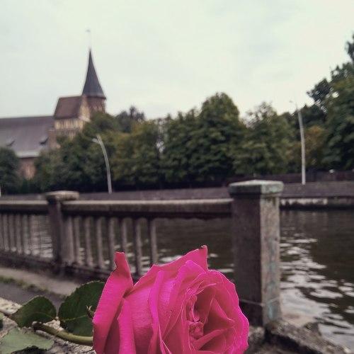 Каменная роза