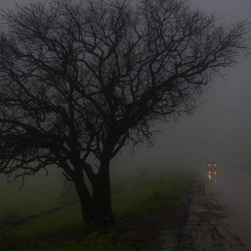 Misty morning