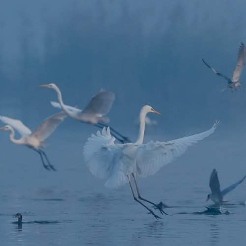 White Egret landing