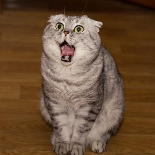 Photo #2538803
