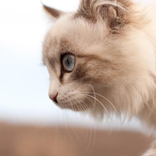 Фотография #2539033