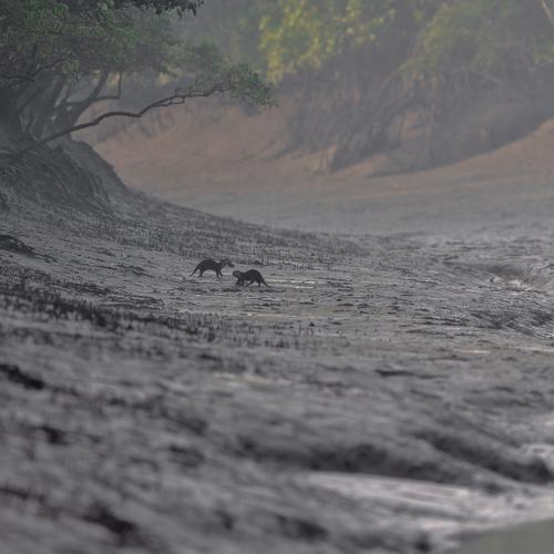 Mangrove Fairytale