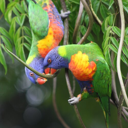 Lorikeet in spring