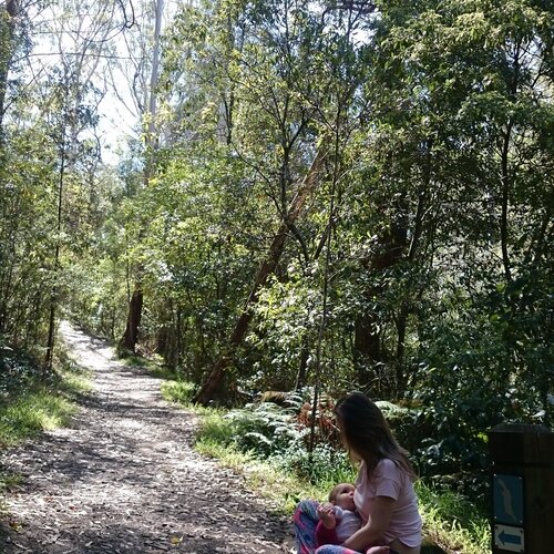 Bush walking in Sydney