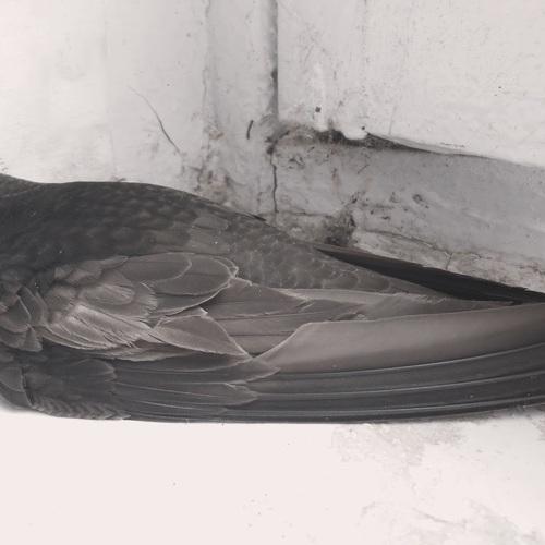 Photo #2543100